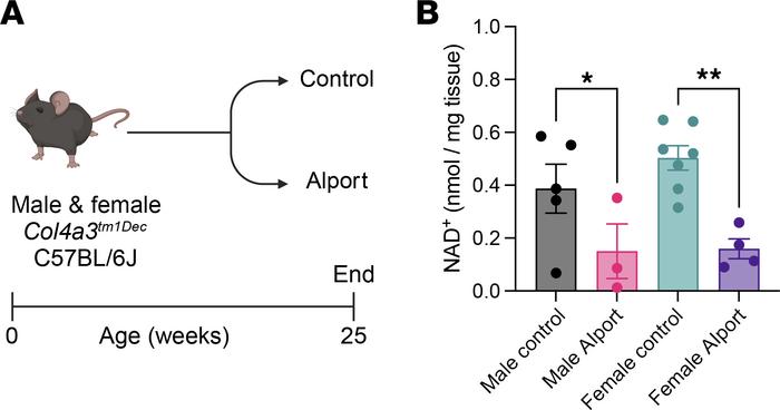 Kidney NAD+ is reduced in Alport mice.
(A) Experimental design: Control ...