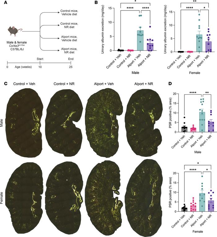 NAD+ supplementation protects the kidney in Alport mice.
(A) Experimenta...