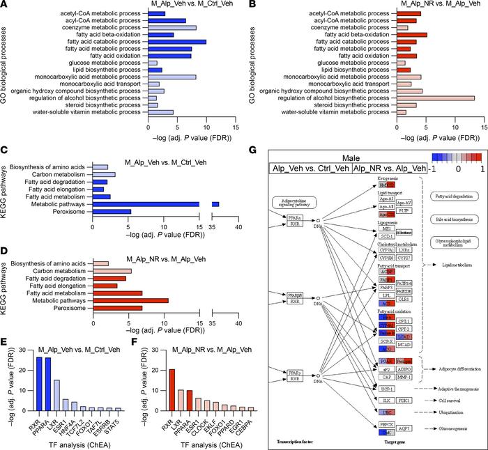 NAD+ supplementation activates renal metabolism in male Alport mice.
Bul...