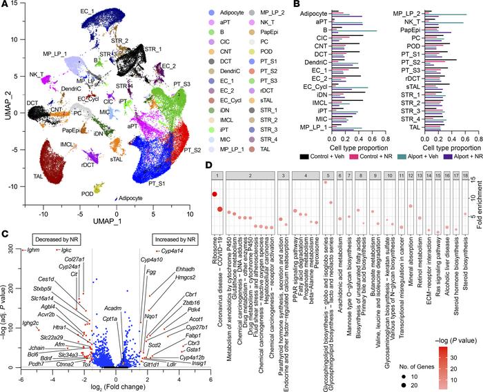snRNA-Seq of control and Alport mice, with and without NAD+ supplementat...