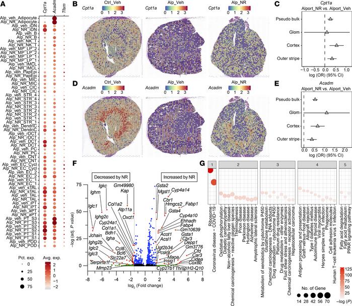 Spatial localization of Cpt1a and Acadm.
(A) Expression of mitochondrial...