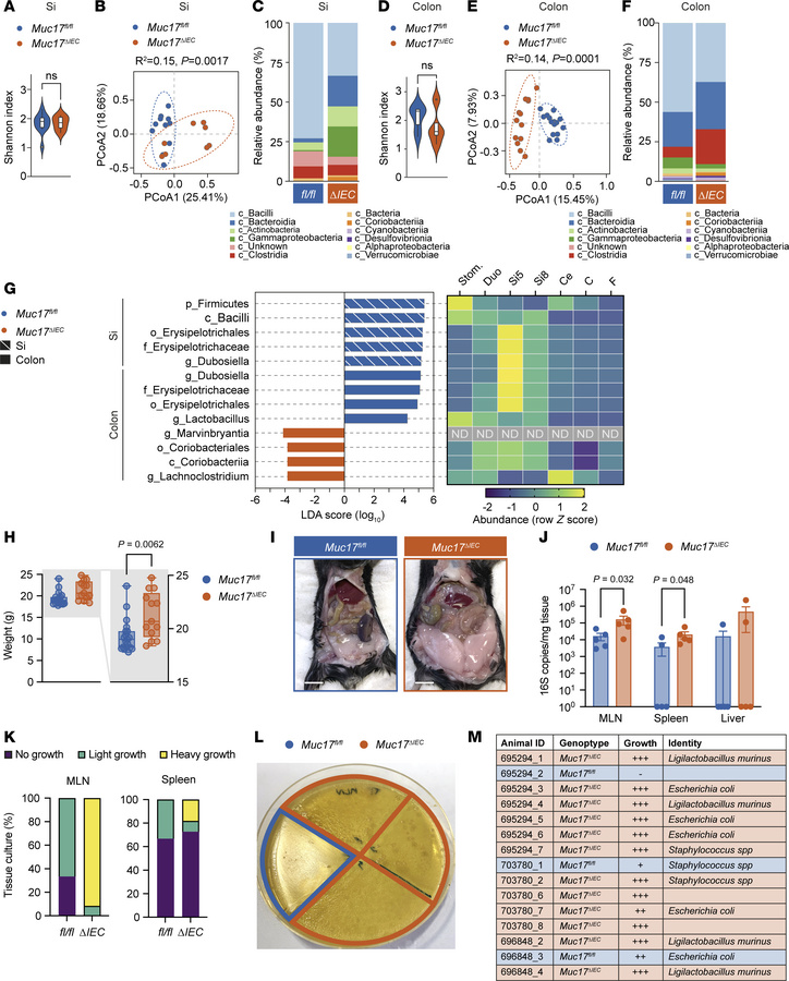 Deletion of Muc17 results in alterations in luminal microbiota compositi...