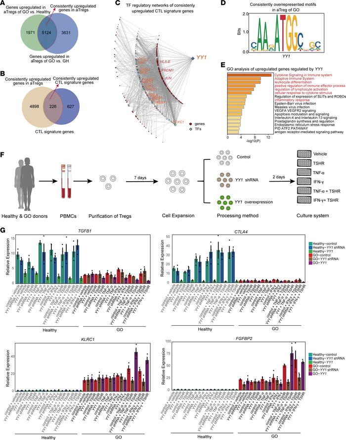 
YY1 promoted the cytotoxic transition of autoreactive Treg upon seconda...