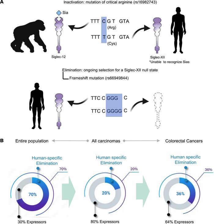 Mechanism and observed prevalence of human-specific inactivation and eli...