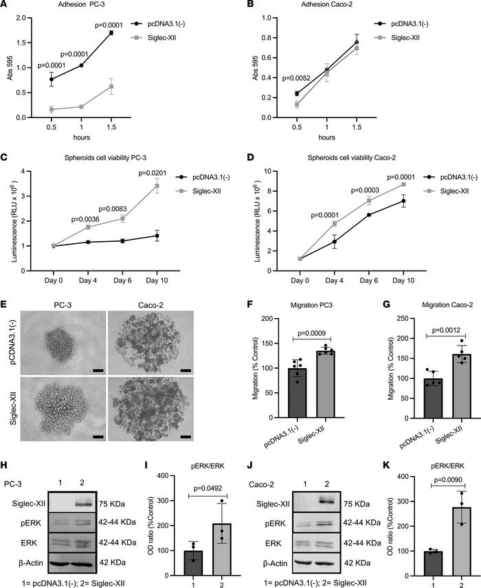 Forced expression of Siglec-XII in null human carcinoma cell lines enhan...