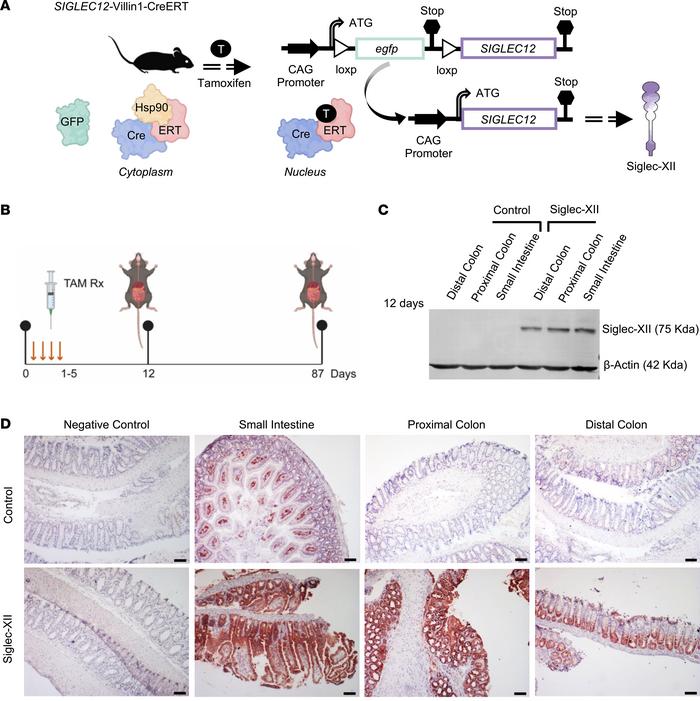 Creation and validation of a transgenic knockin SIGLEC12 murine model th...