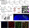 mTOR activity in mouse brain over time and generation of a postnatal focal