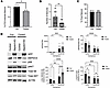 Fasting is protective of PTZ-induced seizures in focal Depdc5-knockout mice