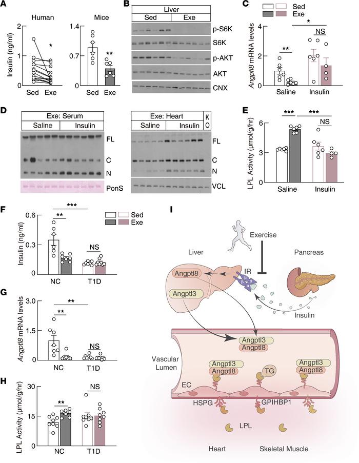 Postprandial exercise suppresses hepatic Angptl8 expression via reductio...