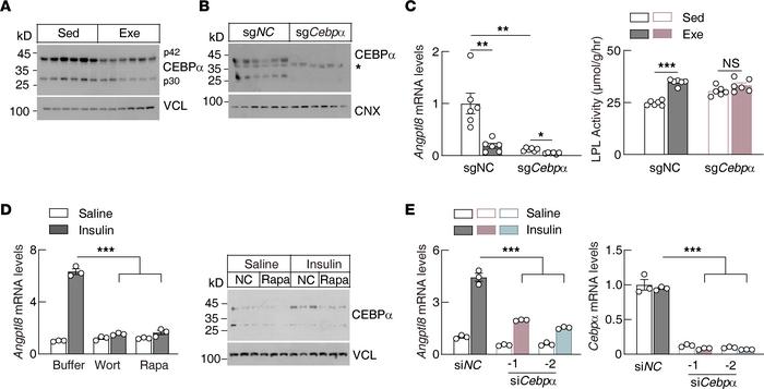 Insulin regulates hepatic Angptl8 transcription through the PI3K/mTOR/CE...