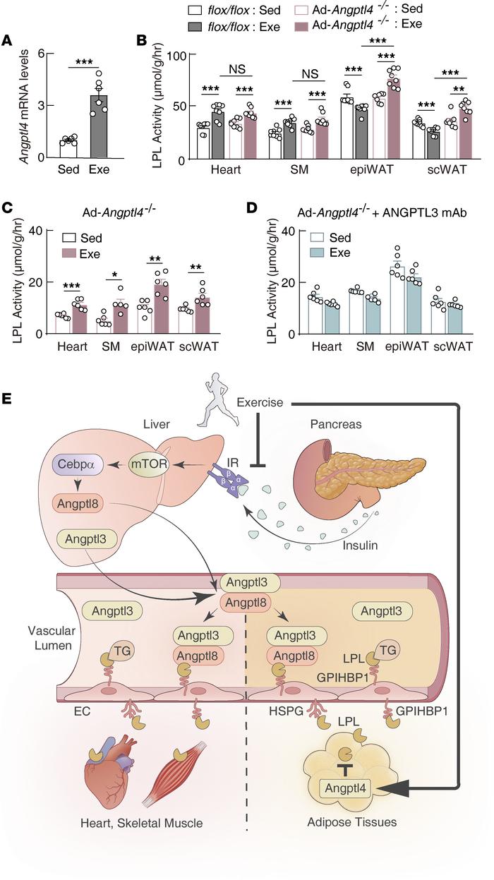 Postprandial exercise upregulation of local Angptl4 expression predomina...
