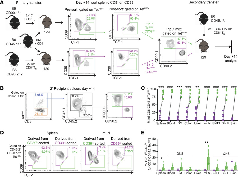 CD39loTCF-1–enriched CD8 cells outcompete CD39hiTCF-1–depleted CD8 cells...