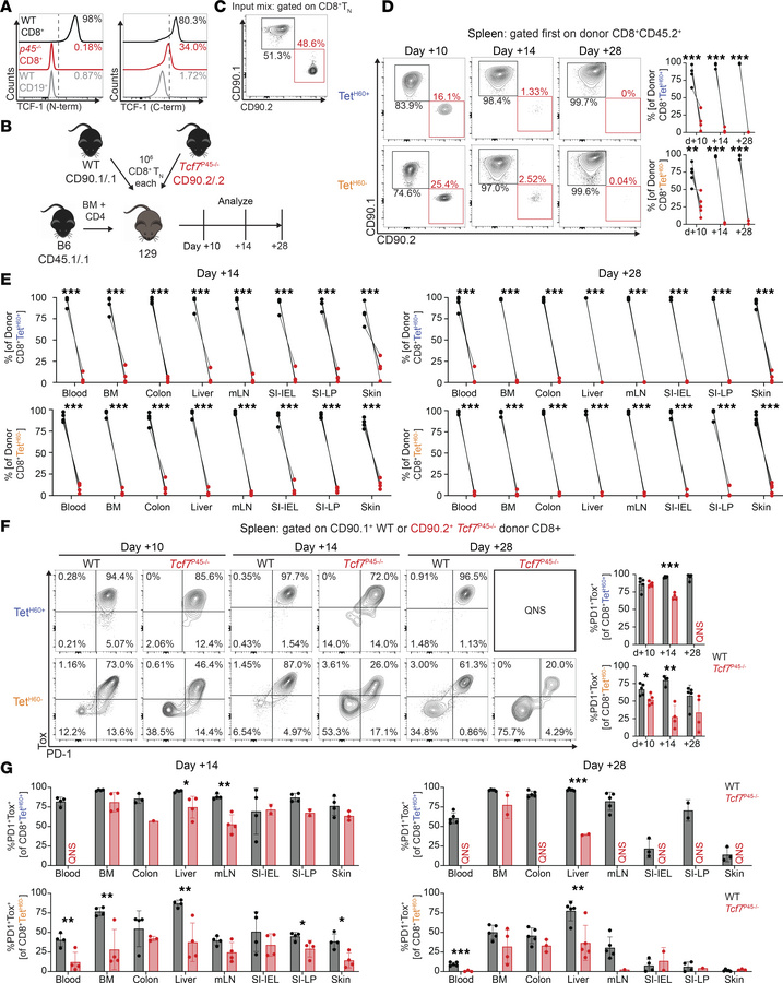 
P45–/– CD8 cells are outcompeted by WT CD8 cells.
(A) Staining for TCF-...