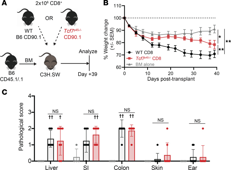 
p45–/– cells cause less clinical but similar histologic GVHD.
(A) Exper...