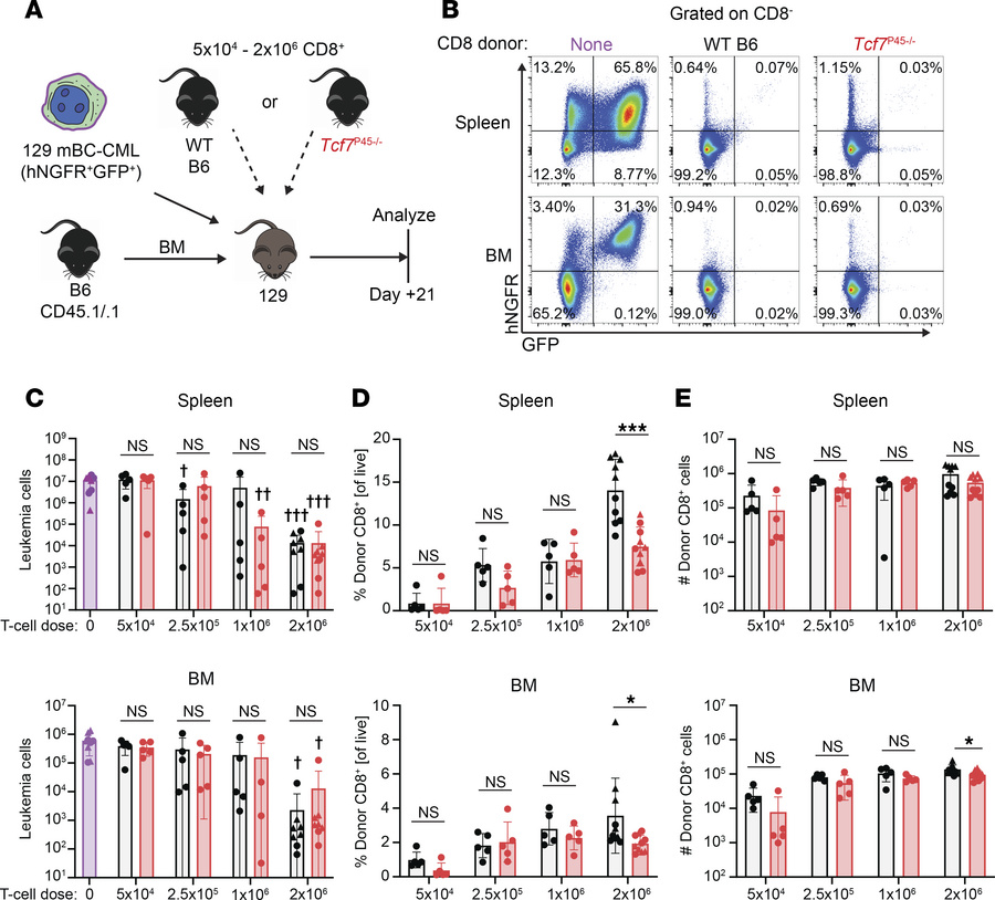 
P45–/– CD8 cells mediate GVL.
(A) Lethally irradiated 129 mice were rec...