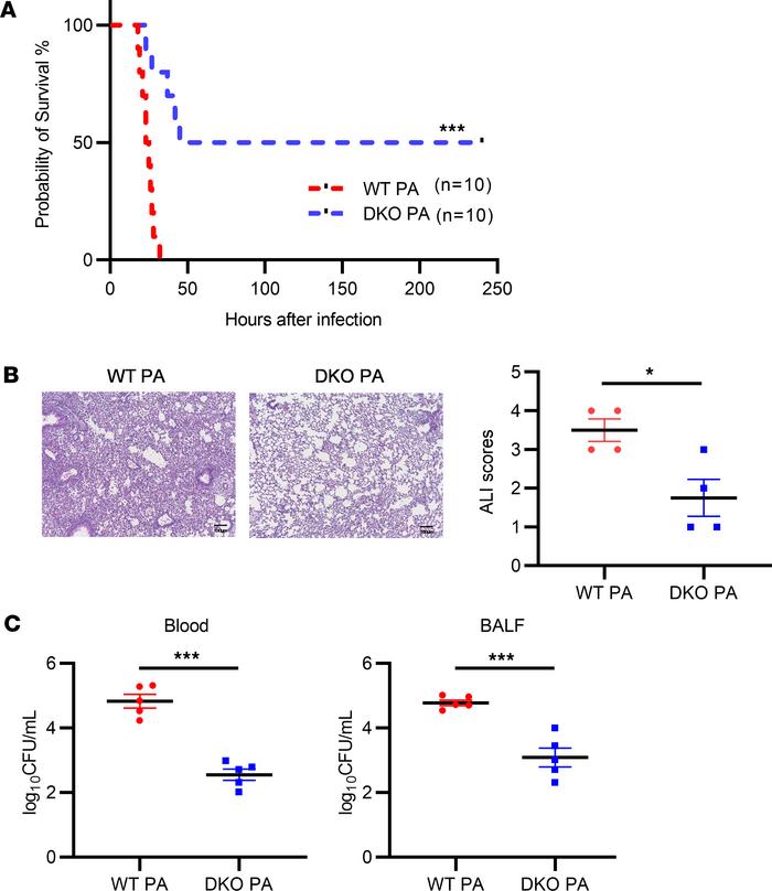 Protective effect of Padi2 and Padi4 deficiency against acute lung injur...