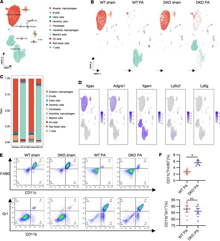 Identification of distinct immune cell subpopulations in BALF via scRNA-...