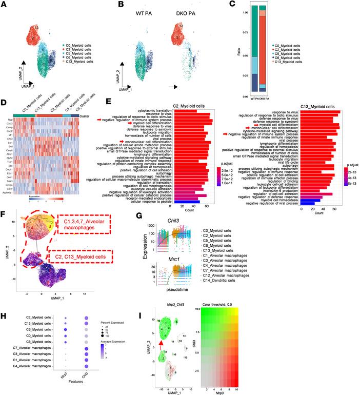 
Padi2 and Padi4 deficiency favors the differentiation of Chil3+ myeloid...