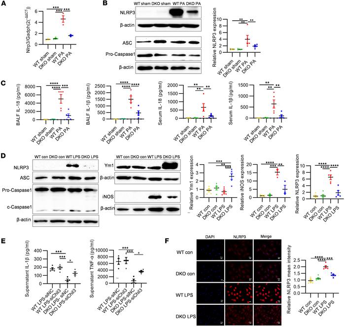 Regulation of the NLRP3/Ym1 pathway by DKO of Padi2 and Padi4 genes.
(A)...