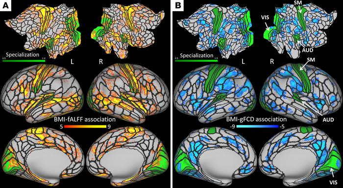 Associations of BMI with fALFF and gFCD.
(A and B) Statistical significa...