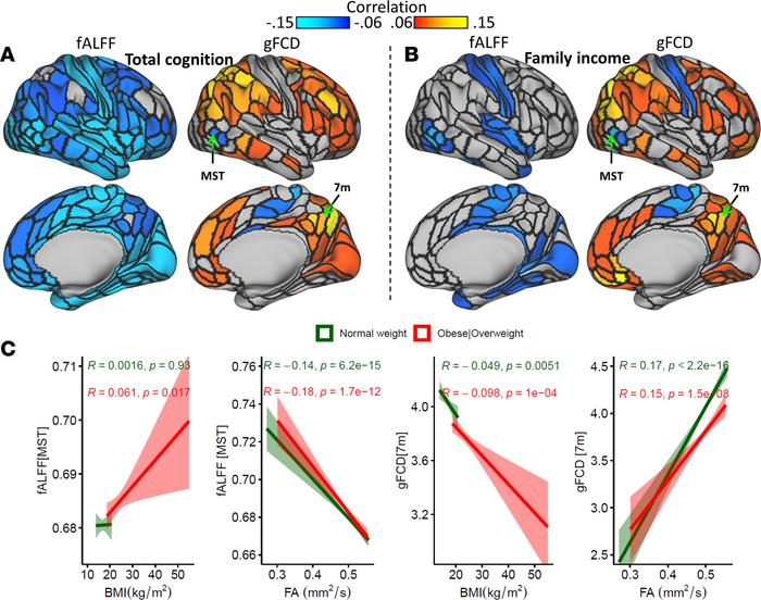 Associations with cognition, income, and fractional anisotropy (FA).
(A ...