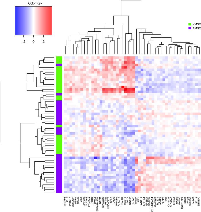 Heatmap of the top 50 genes differentially expressed between YMSM and AM...