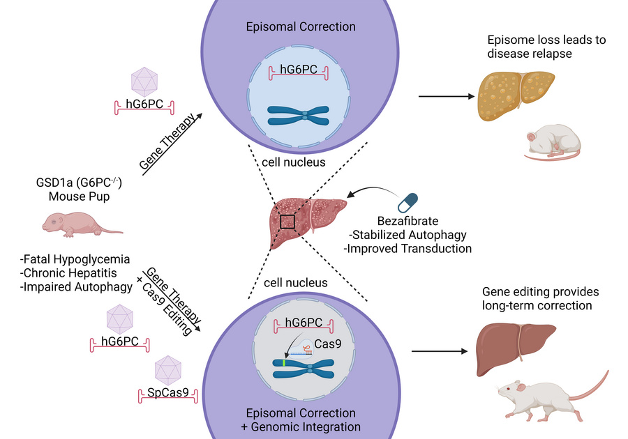 graphical abstract