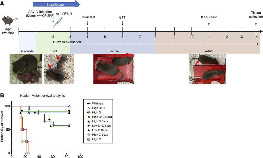 Twelve-week genome editing study.
(A) Treatment design. The drug, bezafi...
