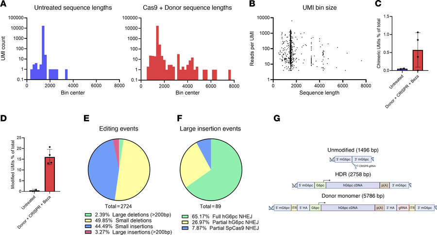 Characterization of editing outcomes by long-read PacBio sequencing.
(A)...