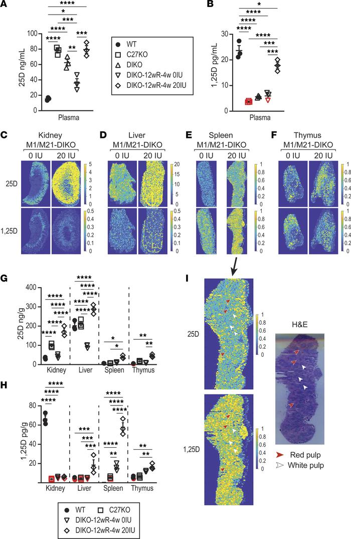 Detection of nonrenal 1,25(OH)2D3 production after vitamin D3 supplement...