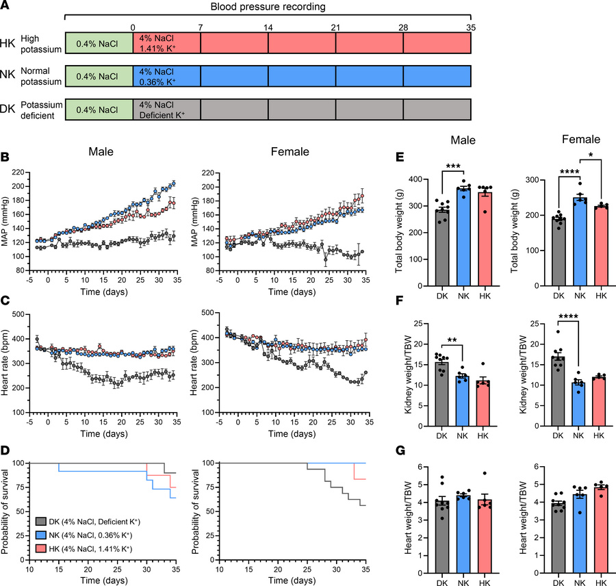 Potassium deficiency significantly attenuates the development of SS hype...