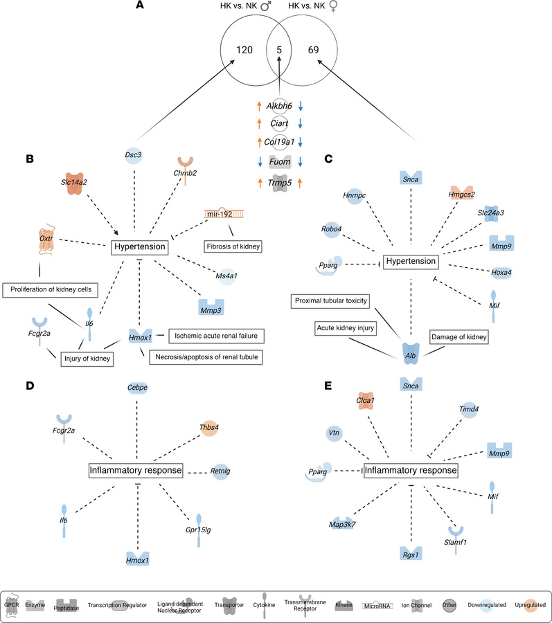 Candidate genes for the phenotype difference between males and females i...