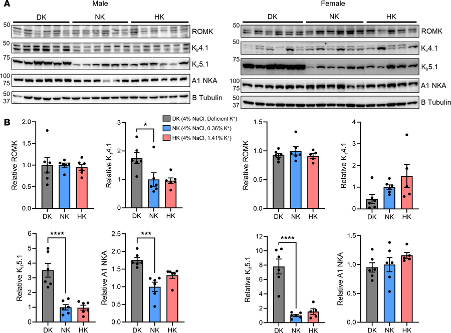 Changes in expression of channels and transporters following a HS diet.
...