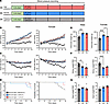 Potassium deficiency significantly attenuates the development of SS hyperte