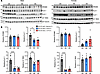 Changes in expression of channels and transporters following a HS diet.