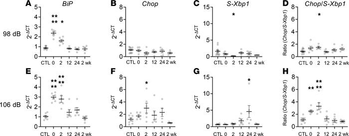 Noise exposure induces rapid UPR upregulation in the cochlea in vivo.
(A...