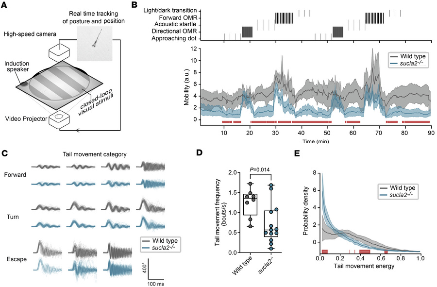 Behavior profiling of sucla2–/– larvae shows reduced locomotor activity....