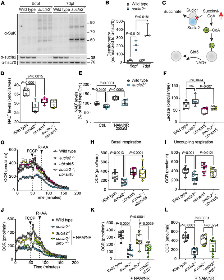 Mitochondrial respiratory failure is driven by succinylation-induced NAD...