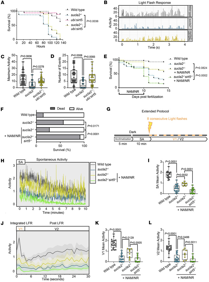 Sirt5 and NAD+ improve survival, spontaneous swimming, and LFR.
(A) Surv...