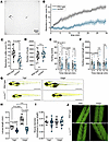 Prey capture ability is impaired in sucla2–/– larvae.