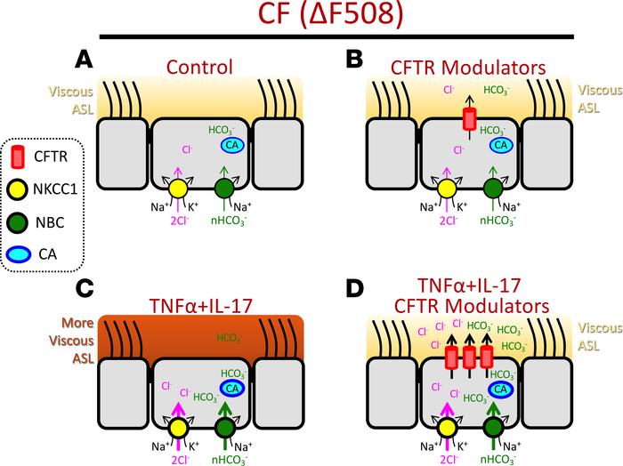 TNF-α+IL-17 treatment sensitizes CF epithelia to the beneficial effects ...