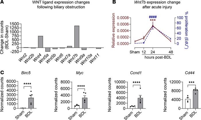 WNT signaling is upregulated following 24-hour EHBD injury.
(A) Bulk RNA...