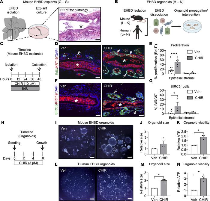 Canonical WNT activation promotes cholangiocyte proliferation in mouse E...