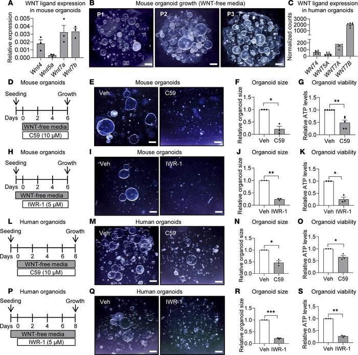 Endogenous WNT ligands promote organoid growth through activation of can...
