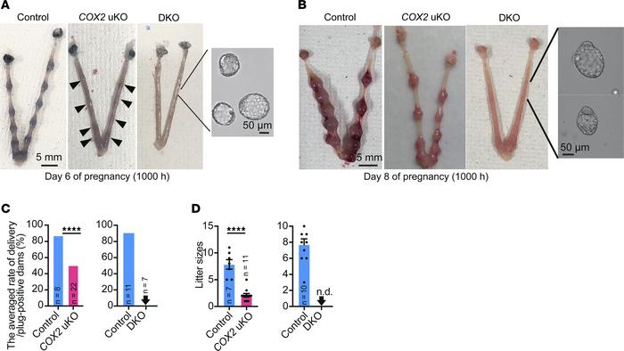 Defective pregnancy phenotypes in COX2-uKO and COX1/COX2-DKO mice.
(A an...