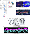 COX2-dependent PG production during the embryo invasion phase.