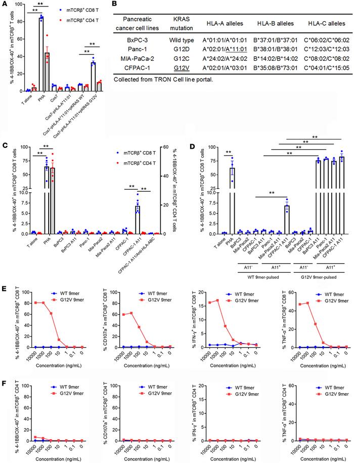 TCR-001–transduced T cells specifically recognized endogenously processe...