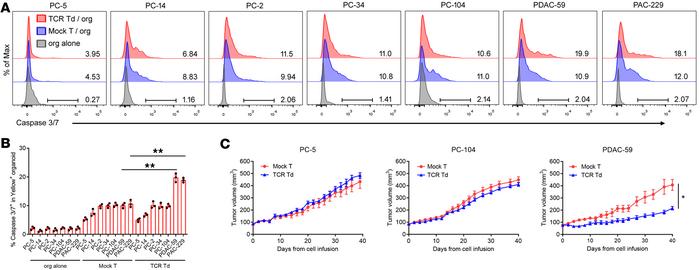TCR-001–transduced T cells specifically killed only 2 of 5 tested human ...