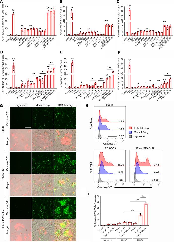 IFN-γ priming enhanced the recognition and killing of human pancreatic c...