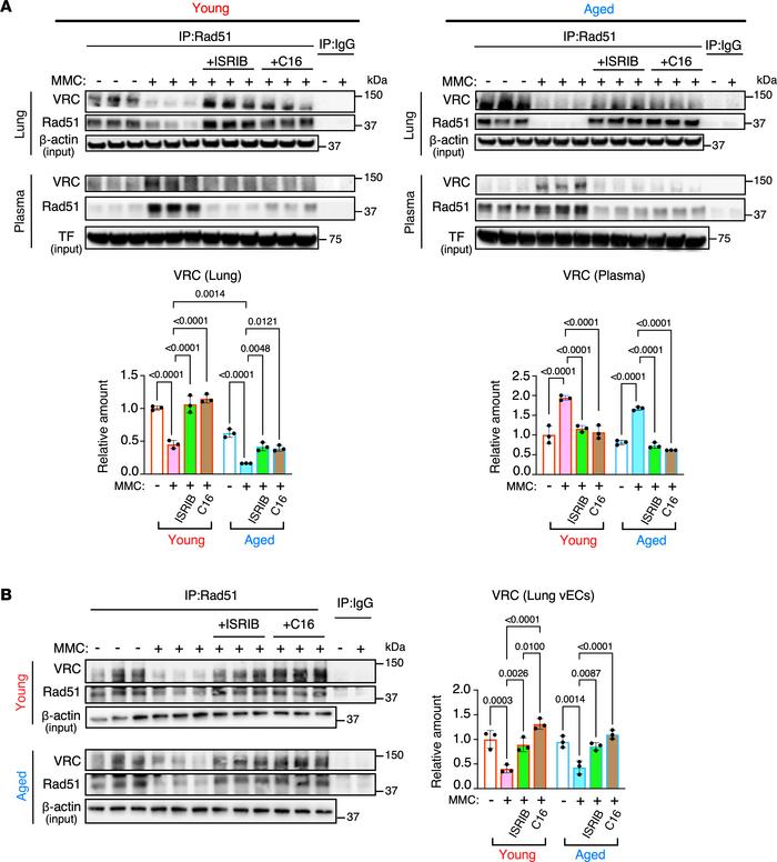 Inhibition the PKR/ISR axis blocks the release of VRC into the circulati...